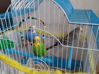 Məhsul: Dalmatian və Avstraliya cinsli dalğalı papuqaylar (budgerigar) — foto 1