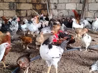 Chickens — foto 7