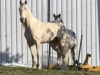 雄馬, Kentucky mountain daddle horse — 写真 3