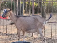 Keçi, Alpine goat — foto 1
