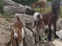 Bode, Nubian Goat — foto 1