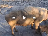 Säue, Schweine — Foto 4