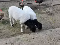 Baran, Dorper sheep — zdjęcie 2