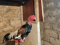 Chickens — zdjęcie 2