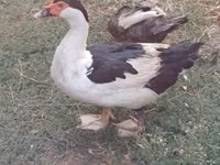 Canard musqué domestique — photo 1