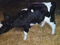 Buğa, Russian Black pied cattle — foto 1