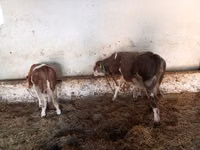 Buğa, Simmental cattle — foto 3