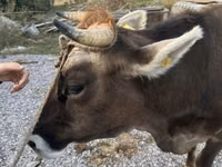 Krowa, Swiss cattle — zdjęcie 4