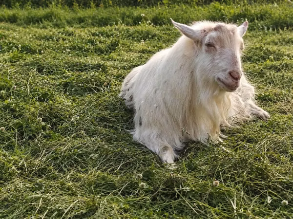 Boucs, Kamori goats