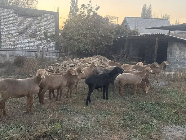 Schaf, Arashan sheep