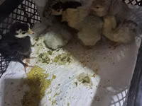 Turkeys — photo 1