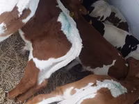 Toro, Ganado vacuno — foto 4