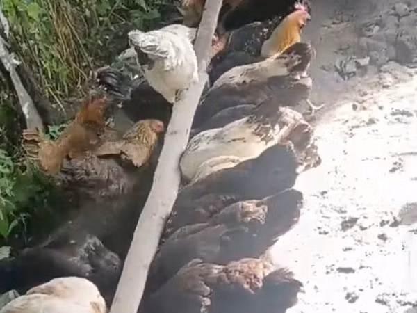 Chickens — அசர்பைஜான்