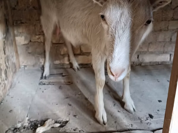 பெண் வெள்ளாடு, Saanen goat