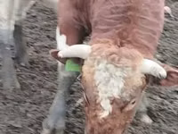 公牛, Simmental cattle — 照片 4