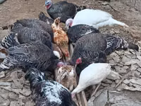 Turkeys — ფოტო 3