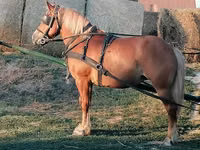 Jument, Haflinger — photo 2