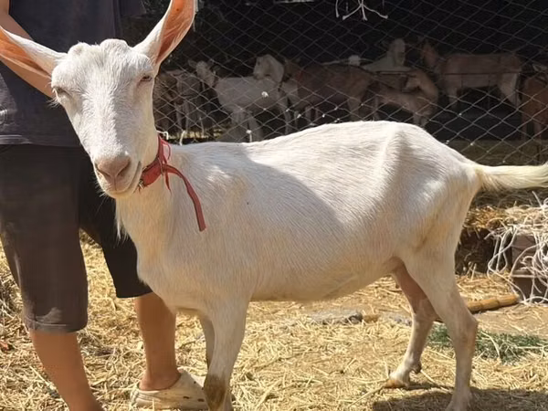 Chèvre, Saanen goat