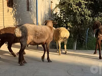 母羊, Sheep — 照片 7