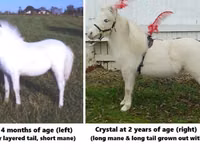 Aygʻir, Miniature horse — 3-rasm