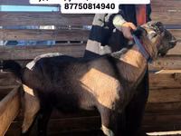 ஆண் வெள்ளாடு, Nubian Goat — புகைப்படம் 1