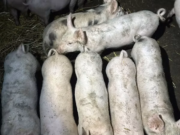 Мегежін, Шошқалар