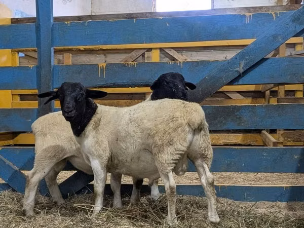 Bélier, Suffolk sheep