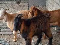 تيس, الماعز — الصورة 2