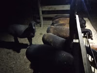 Owce (partia, płeć nieokreślona), Hissar sheep — zdjęcie 3