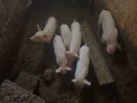 ნეზვი — ფოტო 4