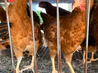 Chickens — zdjęcie 6