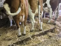 Vache, Montbéliarde — photo 1