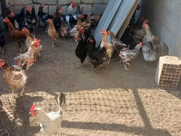 Chickens — أذربيجان