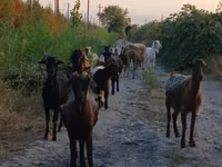 Chèvre, Damask goat — photo 2