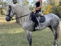 ცხენი, Andalusian horse — ფოტო 1