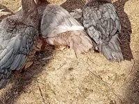 Ducks — Foto 2