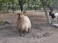 Brebis, Racka sheep — photo 4