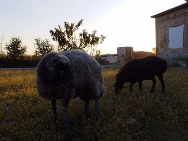 ஆண் ஆடு, Rhon sheep