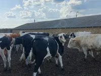 Býk, Russian Black pied cattle — foto 1