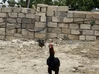Chickens — zdjęcie 3