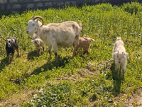 თხა, თხები — ფოტო 5