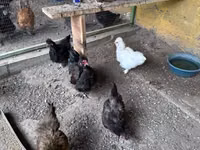 Silkie — foto 3