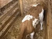Vache, Race grise hongroise — photo 3