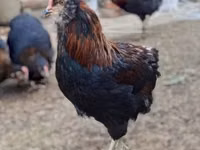 Araucana — Foto 1