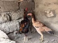 Chickens — Foto 1