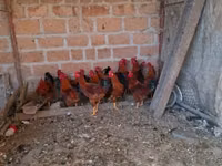 Chickens — Foto 4