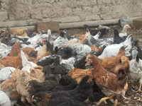 Chickens — foto 8