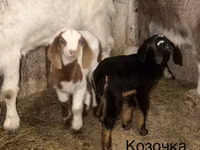 Oğlak, Kamori goats — foto 4