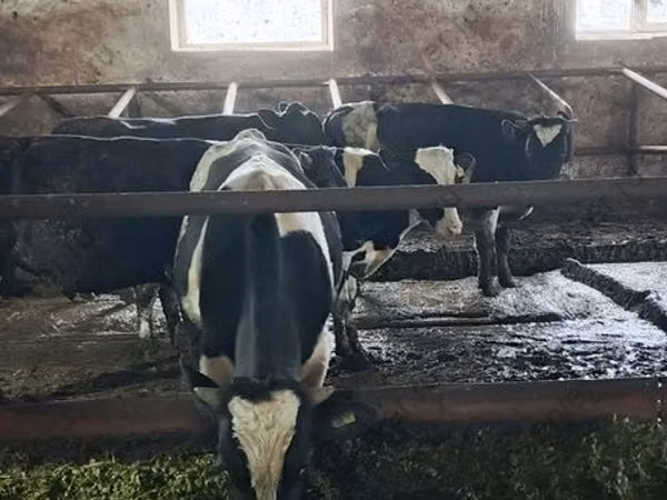 ხარი, Russian Black pied cattle