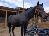 குதிரை, Thoroughbred horse — புகைப்படம் 1